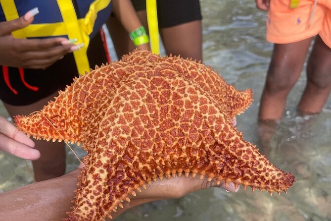 Adventurous-Snorkeling With Sightseeing of Montego Bay - What to bring and what to confirm
