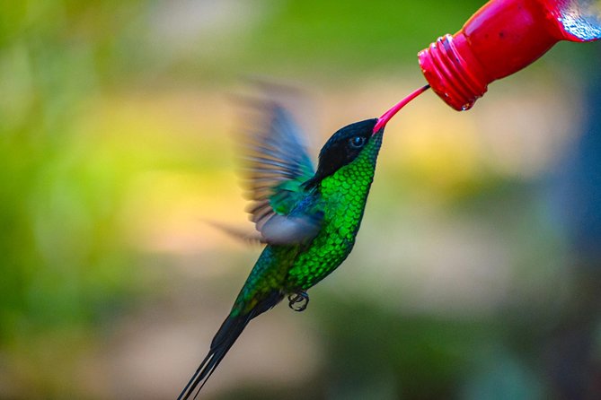 Ahhh Ras Natango Gallery and Garden Private Transfer - Who will enjoy this Montego Bay tour most