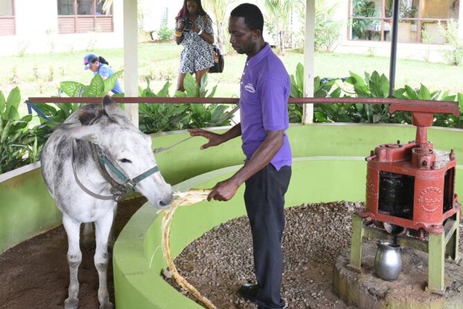 Appleton Estate Rum Factory And YS Falls Inclusive Tours From Montego Bay - Appleton Estate and the old cane-to-rum process