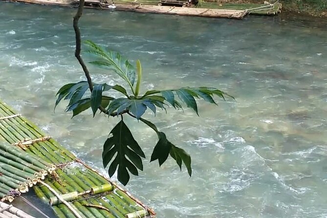 Bird Sanctuary and/or Lethe Bamboo Rafting from Montego Bay - Choosing one outing or combining both