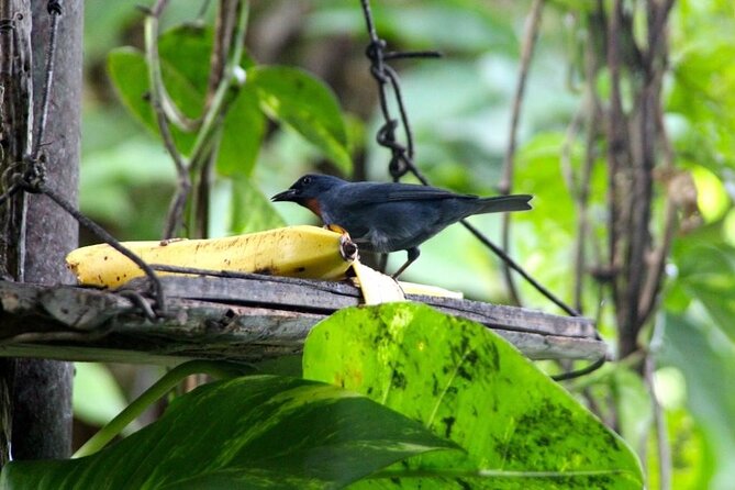 Bird Sanctuary and/or Lethe Bamboo Rafting from Montego Bay - Who will enjoy this private Jamaica outing