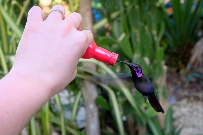 Bird Sanctuary and/or Lethe Bamboo Rafting from Montego Bay - Is Rocklands and Lethe worth booking?