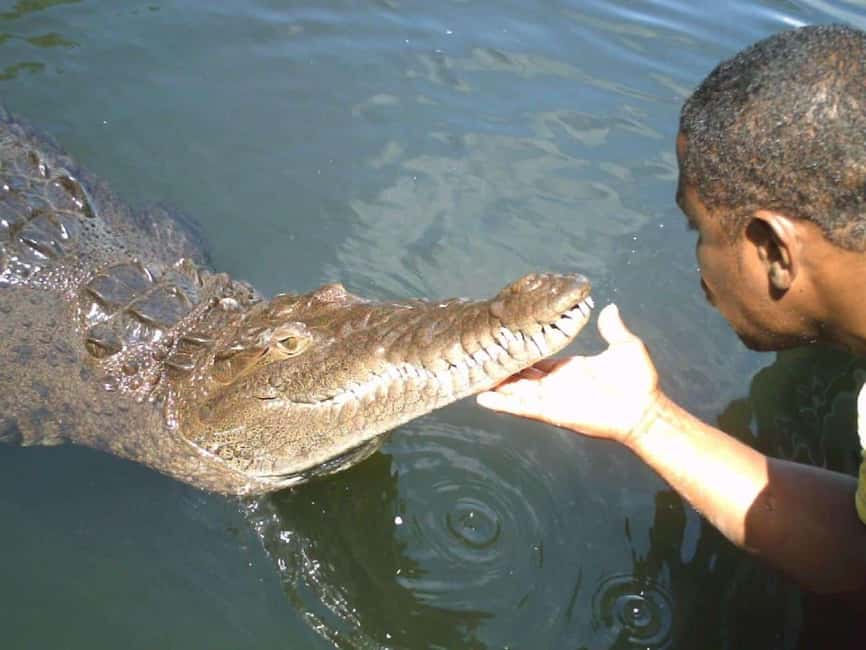 Black River Safari and Ys Falls Tour and Transportation - Key points to know before you book