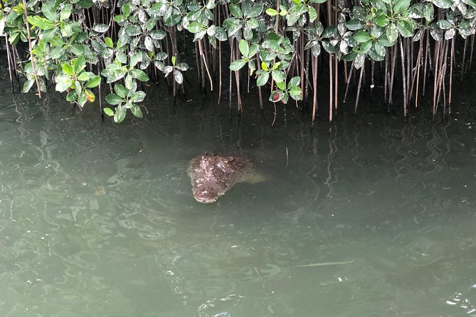 Black River Safari, YS Falls and Appleton Estate - Black River: Crocodiles From the Water