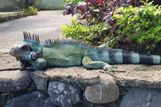 Blue Hole & Konoko Falls Park Combo Tour from Montego Bay - Konoko Falls: a gentler change of pace