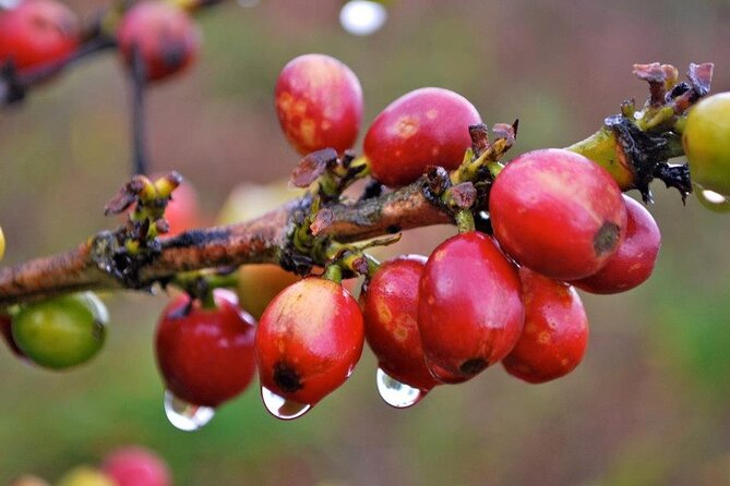 Blue Mountain Coffee, Bob Marley and Art Tour from Montego Bay - Strawberry Hill offers mountain views without a long visit