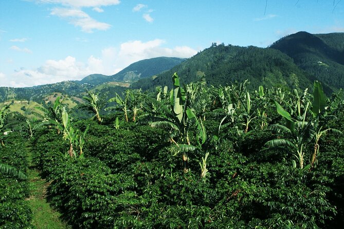 Blue Mountain Coffee, Bob Marley and Art Tour from Montego Bay - Jamaican art at the National Gallery
