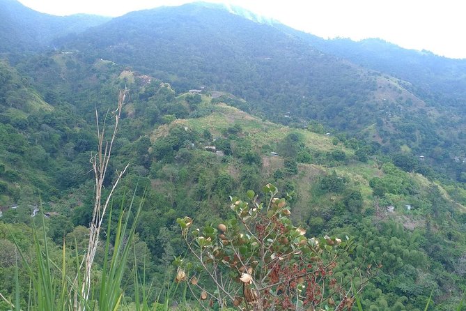 Blue Mountains Coffee Private Tour from Kingston - Walking among the coffee plants