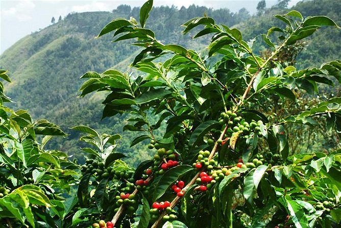 Blue Mountains Coffee Private Tour from Kingston - The Kingston lookout and eastern views