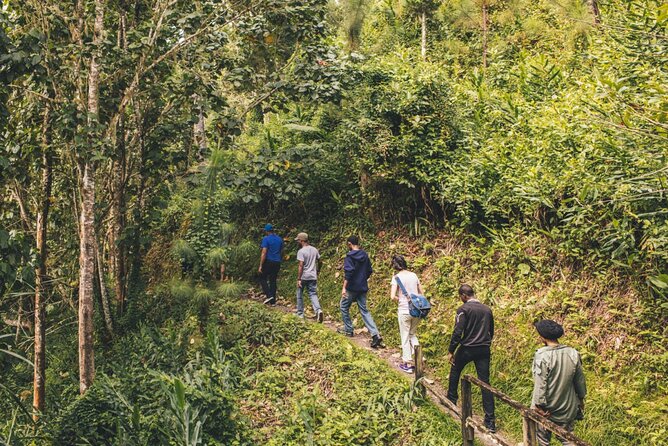Bush Hiking to explore Wild Plants & Fresh Fruits,Montego Bay - Leaving Montego Bay for Lethe Village