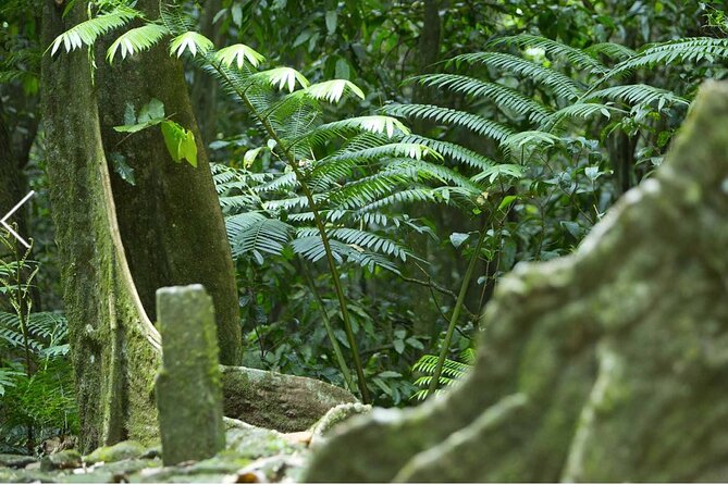 Bush Hiking to explore Wild Plants & Fresh Fruits,Montego Bay - The Spring Waterfall at the End