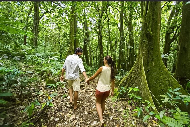 Bush Hiking to explore Wild Plants & Fresh Fruits,Montego Bay - Who Will Enjoy This More Than a Resort Excursion