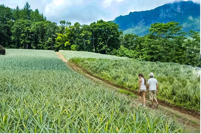 Bush Hiking to explore Wild Plants & Fresh Fruits,Montego Bay - Small Details That Make the Outing Better
