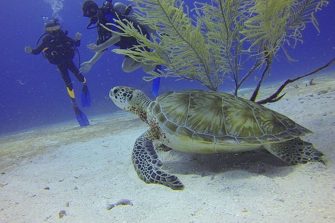 Certified 2-Tank Scuba Diving Tour from Montego Bay - Key points to know before booking