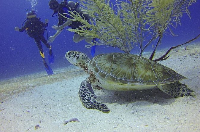 Certified 2-Tank Scuba Diving Tour from Montego Bay - Equipment, tanks, and the wetsuit question