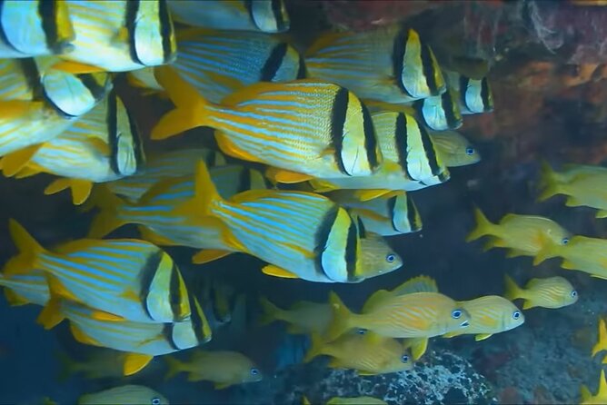 Customize Snorkeling with Option shopping Lunch & Stop local food - A straightforward Montego Bay sea outing