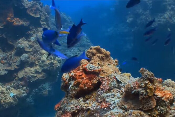 Customize Snorkeling with Option shopping Lunch & Stop local food - Why the small group matters