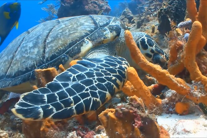 Customize Snorkeling with Option shopping Lunch & Stop local food - Lunch, shopping, and local food need clarification