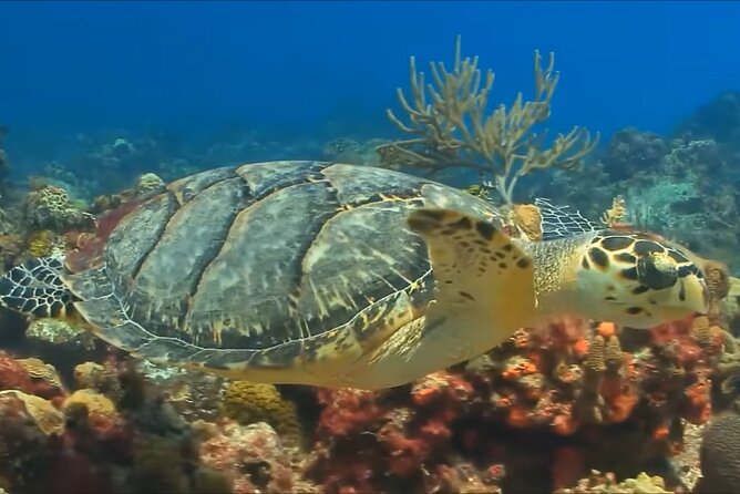 Customize Snorkeling with Option shopping Lunch & Stop local food - The tone: quiet, local, and no extra fuss
