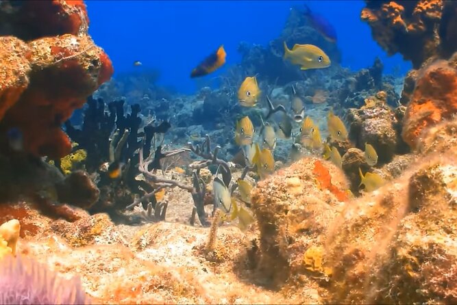 Customize Snorkeling with Option shopping Lunch & Stop local food - Meeting the guide and preparing your gear