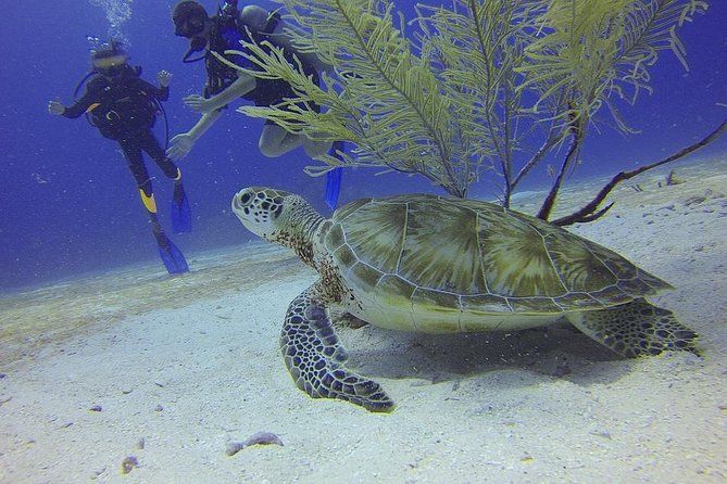 Discover Scuba Diving in Montego Bay - A first underwater taste in Montego Bay
