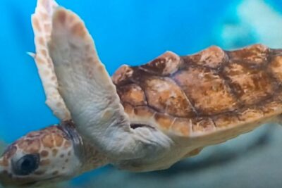 Discover Scuba Diving in Montego Bay