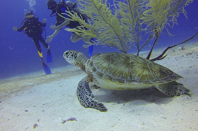 Discover Scuba Diving in Montego Bay - Equipment, wetsuits, and the lunch question