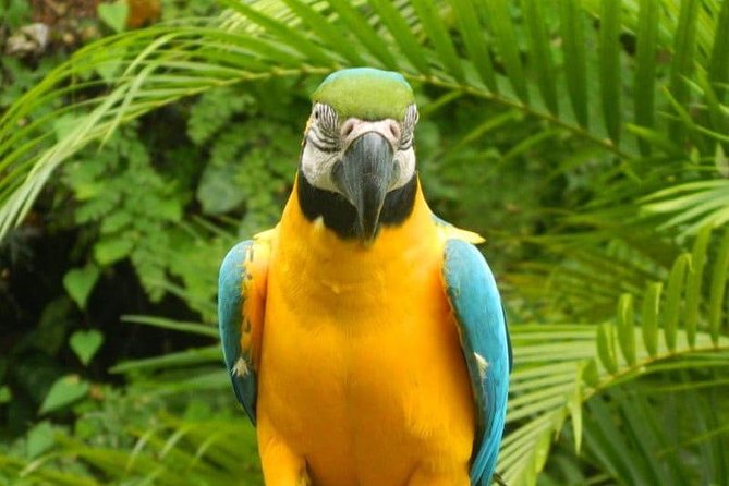 Eco Explorers Waterfall, Rainforest, local Shopping with lunch - Why this four-hour Ocho Rios tour works
