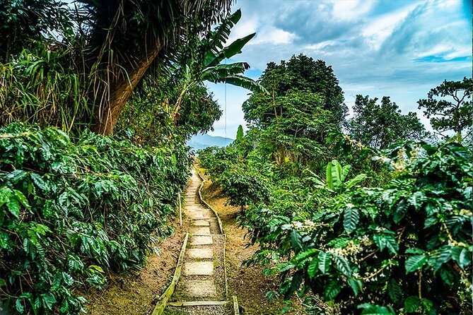 Exotic Blue Mountain Coffee Tour - What the $275 price really covers