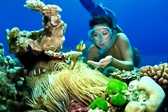 Family Fun-Snorkeling with Lunch Stop from Montego Bay - Who will enjoy this Montego Bay outing?