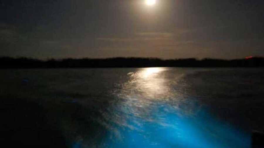 From Montego Bay: Luminous Lagoon Nighttime Boat Tour - Swimming in 3 to 4 feet of glowing water