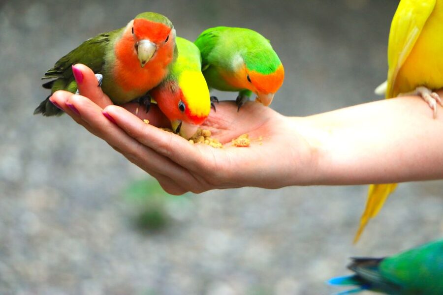 From Runaway Bay: Off Road Vehicle Adventure Tour - A Bird Aviary Before the Engines Start