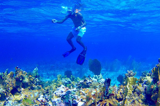 Glass Bottom Boat Ride/Snorkeling/Booby Cay Island from Negril - A reef morning from Negril’s Seven Mile Beach