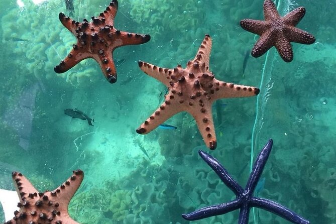 Glass Bottom Boat Water Activity in Montego Bay Jamaica - A simple way to see Montego Bay from above the reef