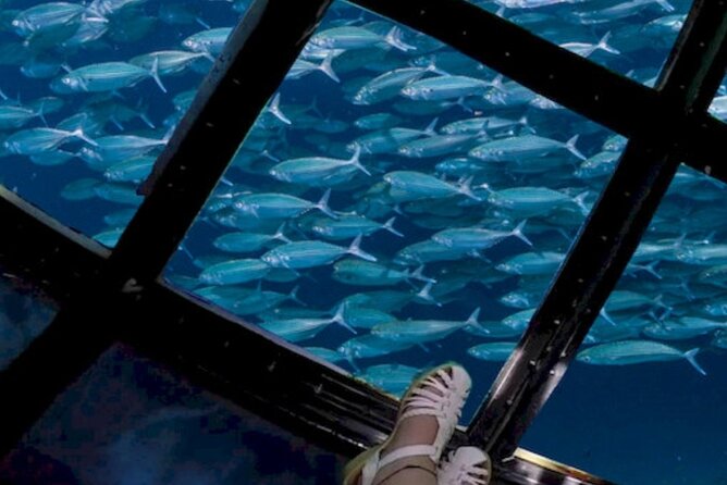Glass Bottom Boat Water Activity in Montego Bay Jamaica - Looking through the glass bottom