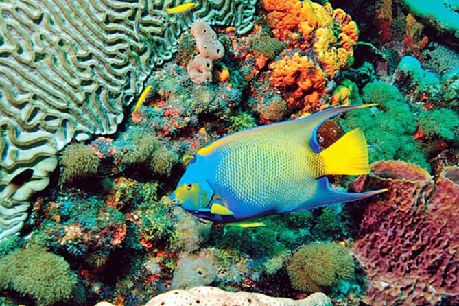 Glass Bottom Boat Water Activity in Montego Bay Jamaica - Timing, group size, and planning