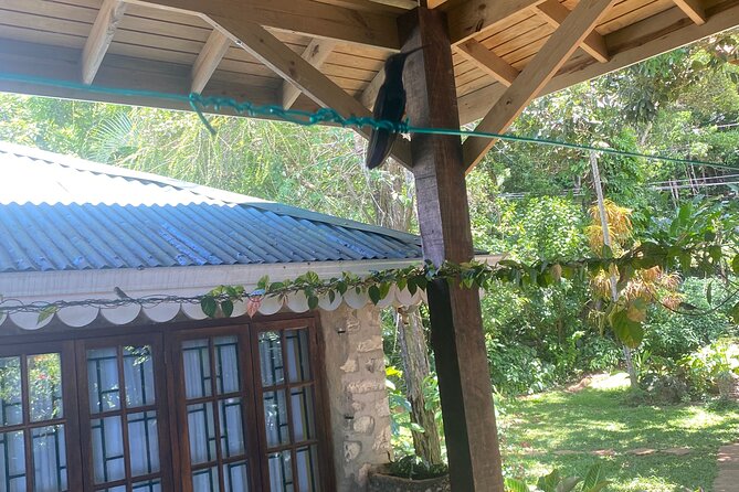 Great River Bamboo Rafting and Bird Sanctuary Combine Tour From Montego Bay - Timing, weather, and cancellation details