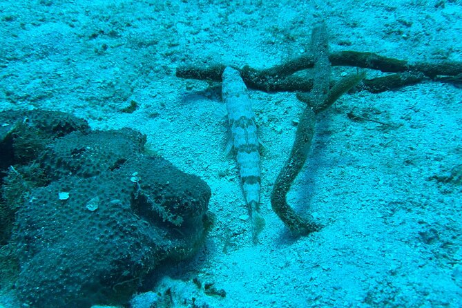 Guided Snorkeling at the Anchor and Cannon Reef in Negril - The first 15 minutes along Seven Mile Beach