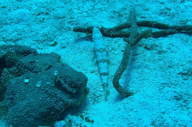 Guided Snorkeling at the Anchor and Cannon Reef in Negril - What the $60 price really covers