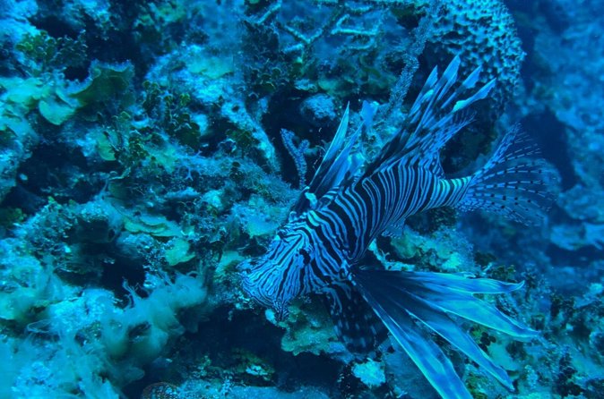 Guided Snorkeling at the Anchor and Cannon Reef in Negril - What Captain Javi adds to the experience