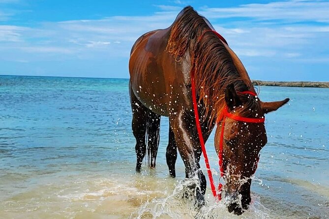 Horseback Ride and Swim Jamaica - What the one-hour schedule means for you