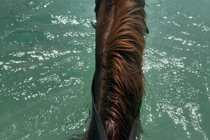 Horseback Riding In The Ocean from Montego Bay Private Transfer - Why the private transfer adds value at $110