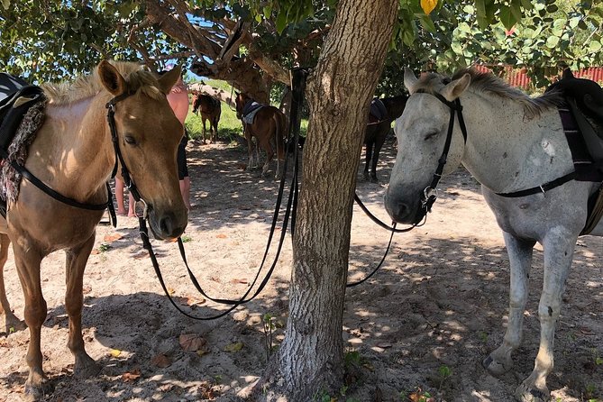Horseback “SPECIAL”- Negril’s Beach Ride N’ Swim with Free photos/videos - What the $90 price really covers
