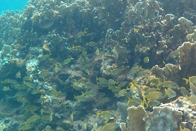 Incredible Negril Guided Snorkeling To Reef, Anchor, and Cannon - Why this Negril snorkeling trip feels different