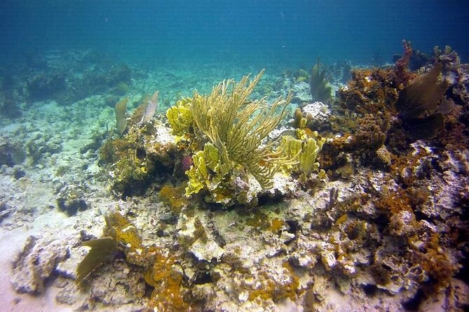 Incredible Negril Guided Snorkeling To Reef, Anchor, and Cannon - Is $65 a fair price?