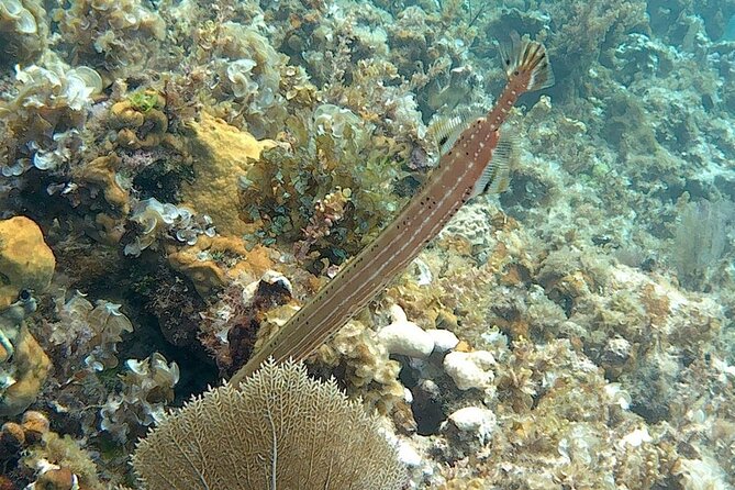 Incredible Negril Guided Snorkeling To Reef, Anchor, and Cannon - Starting from Seven Mile Beach