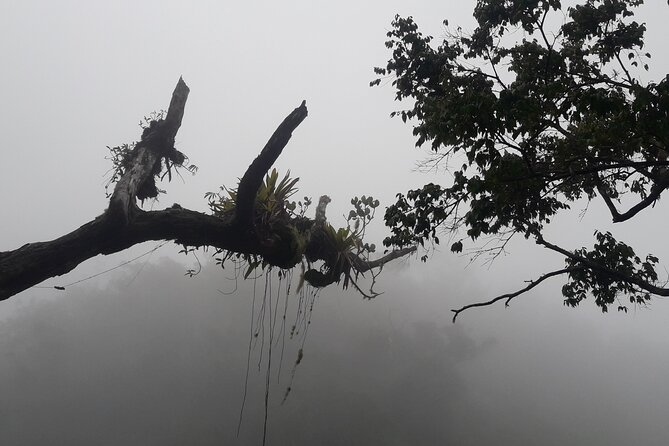 Jamaica Blue Mountain Guided Nature Tour - Up to two hours in the national park