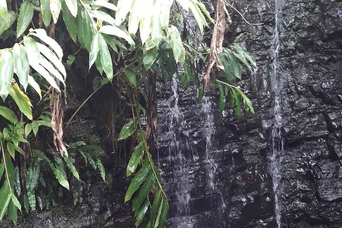 Jamaica Blue Mountain Guided Nature Tour - Is $240 a fair price?