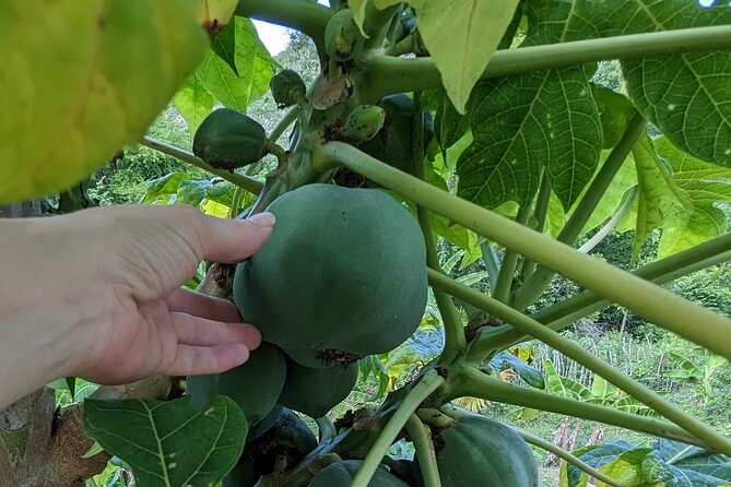 Jamaican Roots Tropical Farm Tour - Taste & Explore (Negril) 2hr - Add a farm-to-table Jamaican meal