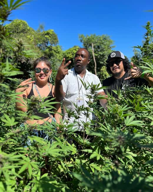 Marijuana Farm, Bamboo Rafting and Doctors Cave Beach Tour - Who will enjoy this tour most